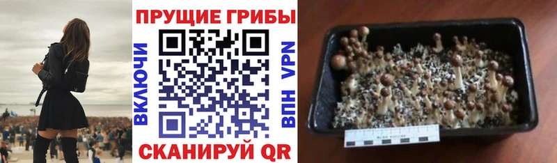 Галлюциногенные грибы Psilocybine cubensis где найти Елизаветинская